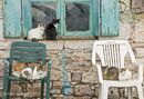 Cats in the fishing village of Trahila, in the Outer Mani, Southern Peloponnese, Greece.<br><br><br><br><br><br>