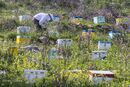 A beekeeper inspecting his hives. Surrounded by wild flowers. Near Flomochori in the Deep Mani, Peloponnese, Greece<br><br><br><br><br><br><br><br>
