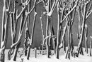 Snow coverd trees, Gulhane Park, Istanbul.<br><br><br><br><br><br>