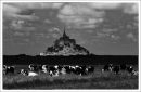 grazing