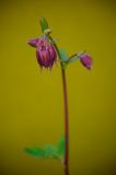 Solitary Snake's head fritillary