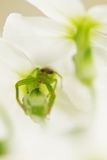 Crab spider