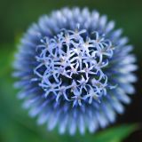 Echinops