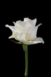 White Rose