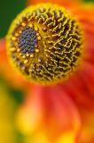 Eye of fire - Helenium