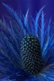 Sea Holly - Eryngium