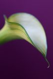 Calla lily