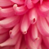 Heart of the Dahlia