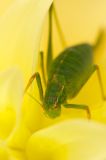 Speckled bush cricket
