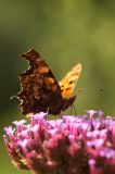 A Comma butterfly