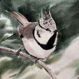 Lophophanes cristatus