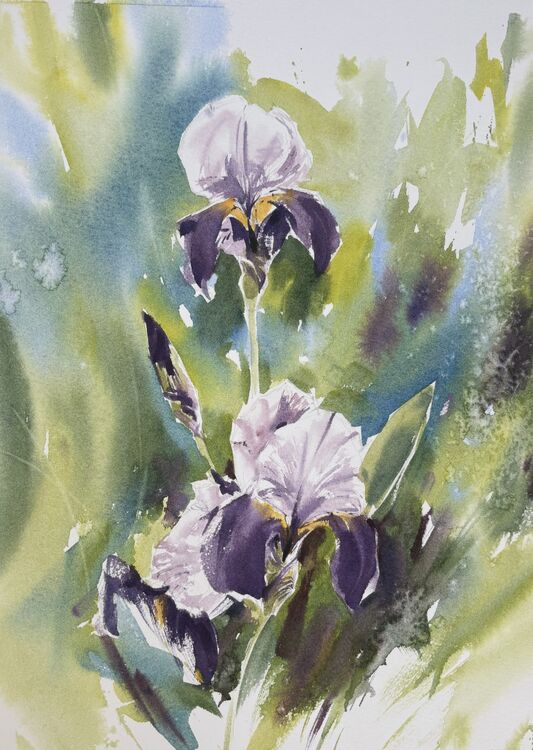Wild Irises