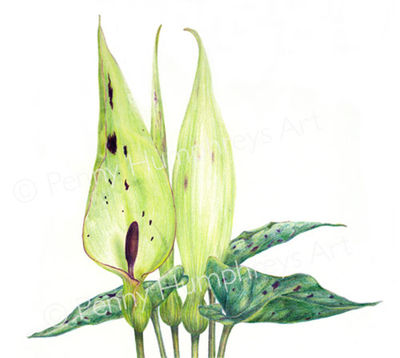 Lords-and-Ladies (Arum maculatum)