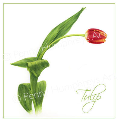 Red Tulip