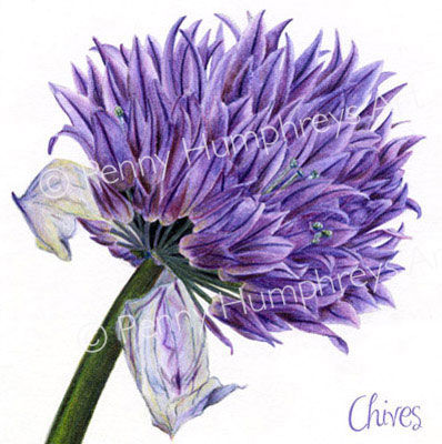 Chive Card