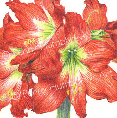 Orange Amaryllis