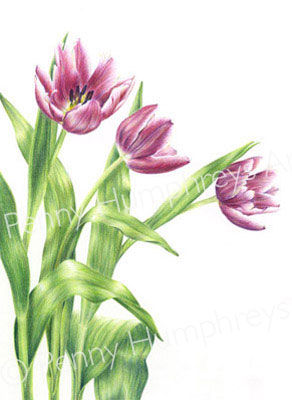 Pink and White Tulips
