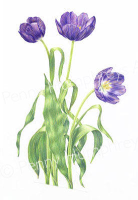 Purple Tulips