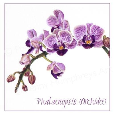 Orchid Card