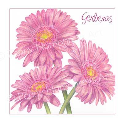 Pink Gerberas
