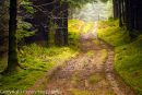Forest Walk