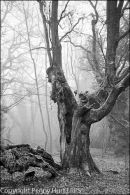 Cwmbyddog Oak