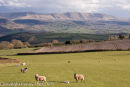 Sheep & Black Mountains