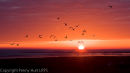 Gulls At Dawn