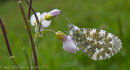 Orange-tip on cuckooflower. Note caterpillar (Orange-tip??)on left stalk