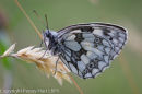 Marbled White, male
