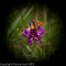 Small Skipper