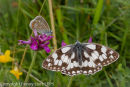 Marbled White and Common Blue