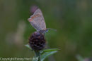 Small Copper