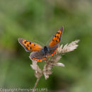 Small Copper, blue spotted form (caeruleo-punctata)