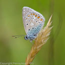 Common Blue