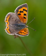 Small Copper