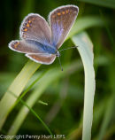 Common Blue ("brown" female)