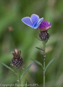 Common Blue, male