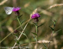 Green-veined White