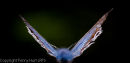 Common Blue