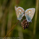 Pair of Common Blues
