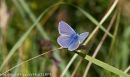 Common Blue, male