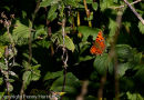 Comma