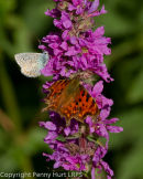 Comma and Common Blue