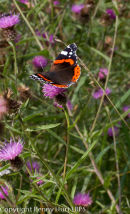 Red Admiral