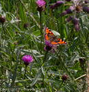 Small Tortoiseshell