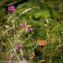Painted Lady