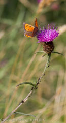Small Copper on knapweed
