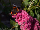 Red Admiral on sedum