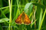 Large Skipper (Ochlodes sylvanus) Female